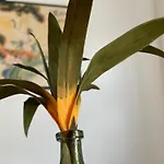 Apartment Palms *